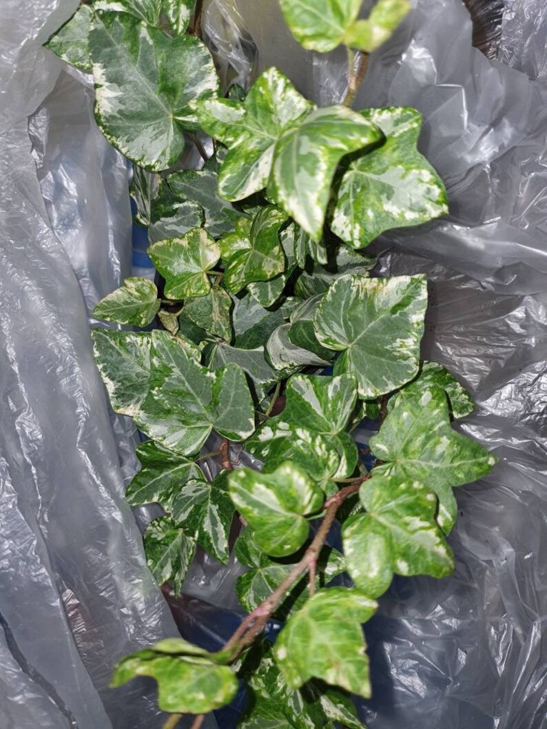 Variegated Mint Kolibri Ivy Cutting for Propagation Hedera Etsy Canada