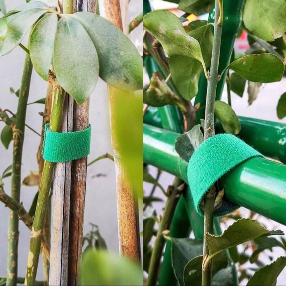2 Rolls Reusable Gardening Green Tie Plant Tape Wrap Plant 