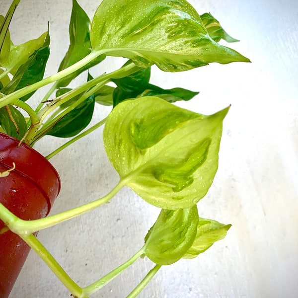 Teruno Champs Elysee Pothos Cutting for Propagation Epipremnum Rare Leaves Houseplant Vining Plant Happy Leaf Unicorn Collector Aroid