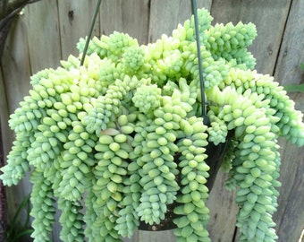 Burros Tail Donkey Tail Burrito Succulent Leaves for Propagation Cuttings Easy House Plant Hanging basket Grow Your Own Sedum morganium