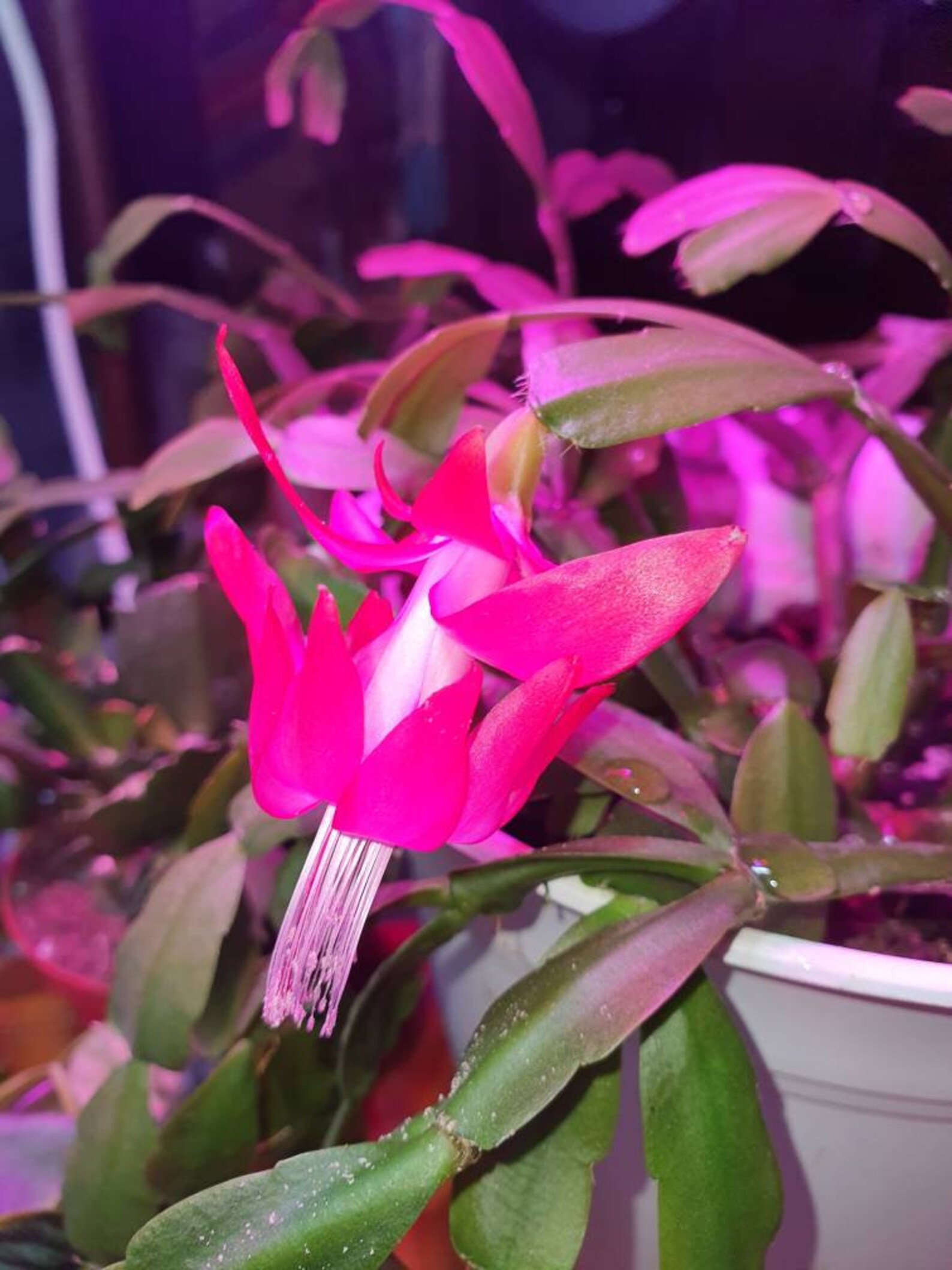 True Hot Pink Christmas Cactus Cuttings for Propagation Etsy Canada