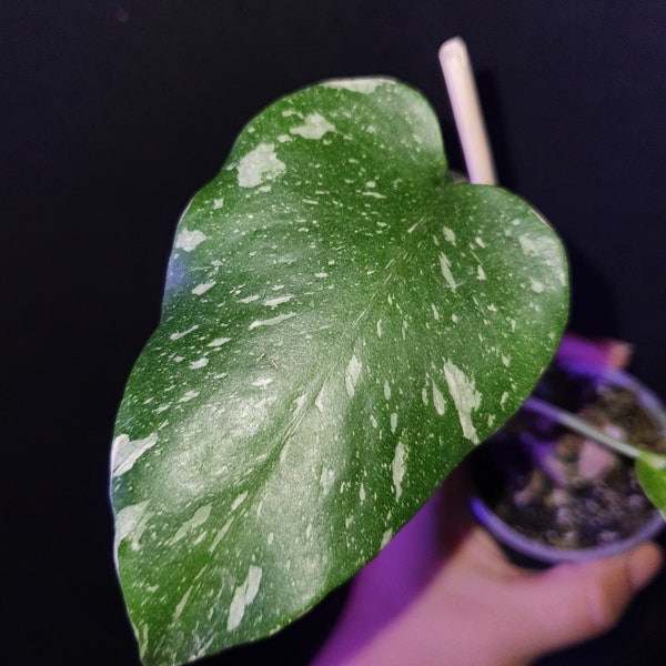 Rooted Monstera Thai Constellation Mid Cut Houseplants