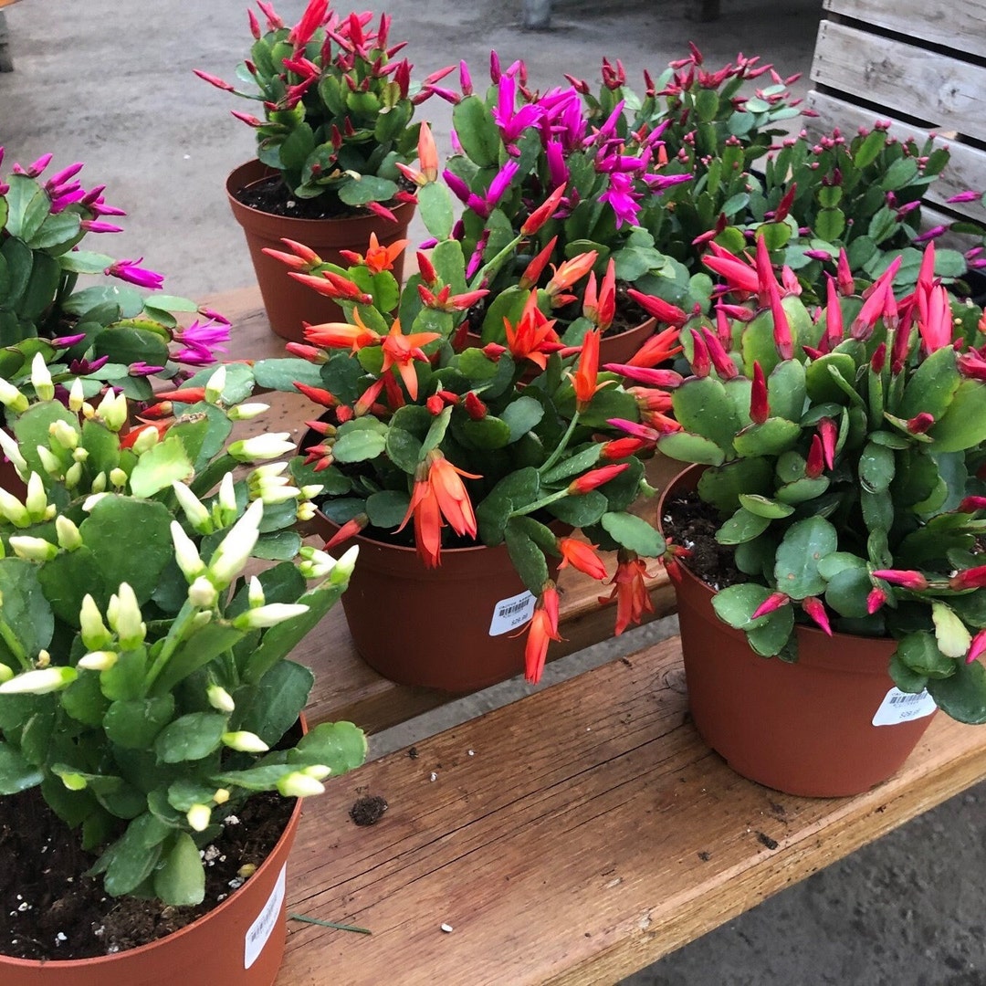 Easter Cactus Cuttings for Propagation Rhipsalidopsis Gaertneri Holiday Cactus Pink Red White