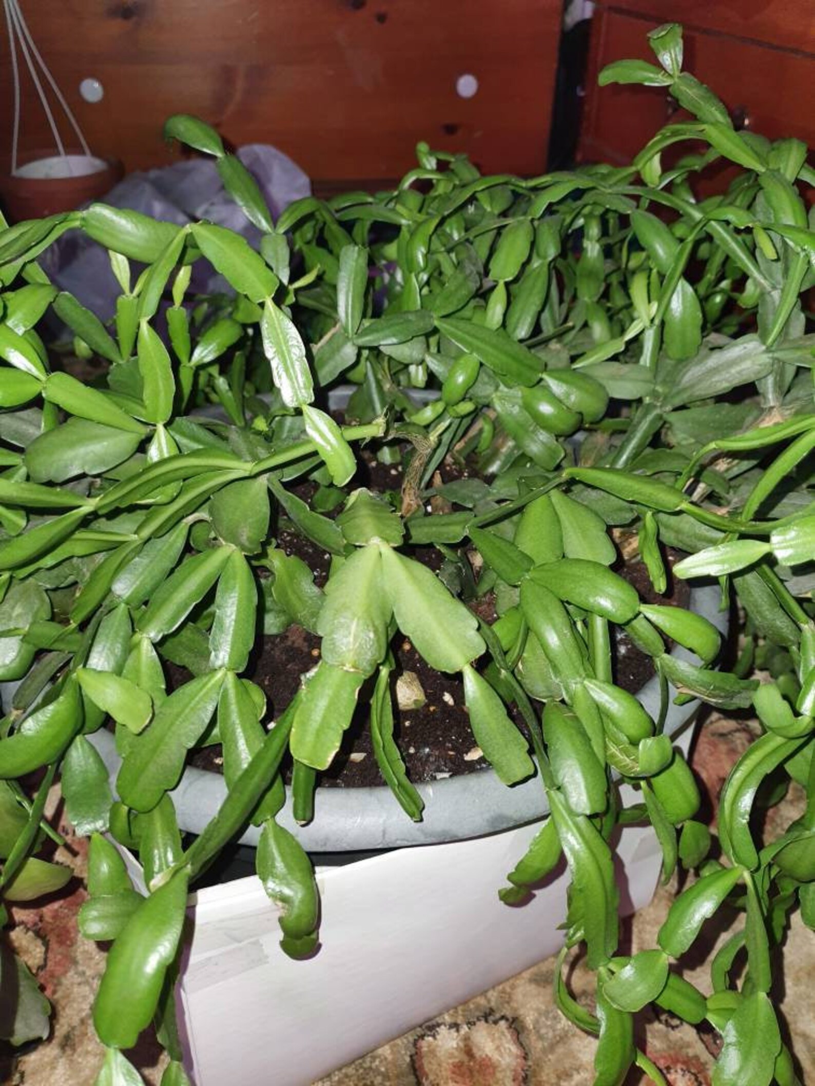 True Hot Pink Christmas Cactus Cuttings for Propagation Etsy Canada