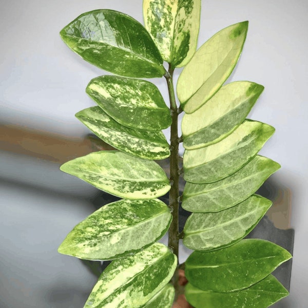 Variegated ZZ Plant Leaves for Propagation Leaf Stem Cutting Rare Zanzibar Gem Zamioculcas Zamiifolia Grow Houseplant Cuttings Aroid