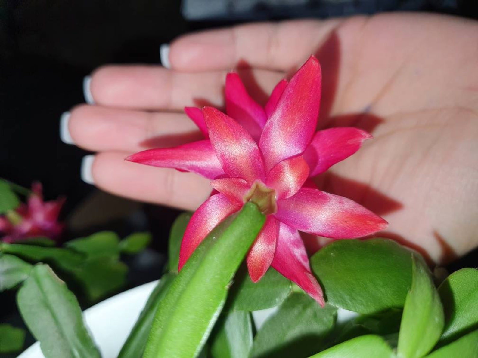 True Hot Pink Christmas Cactus Cuttings for Propagation Etsy Canada