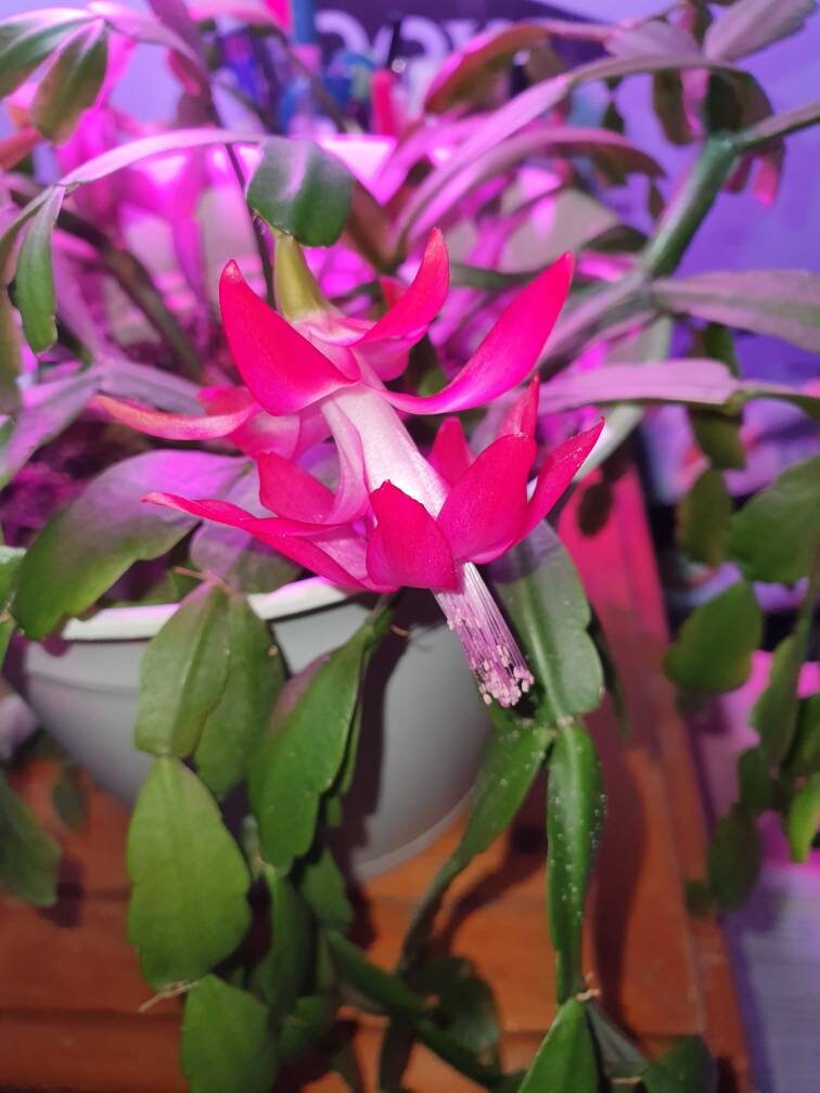 True Hot Pink Christmas Cactus Cuttings for Propagation Etsy Canada