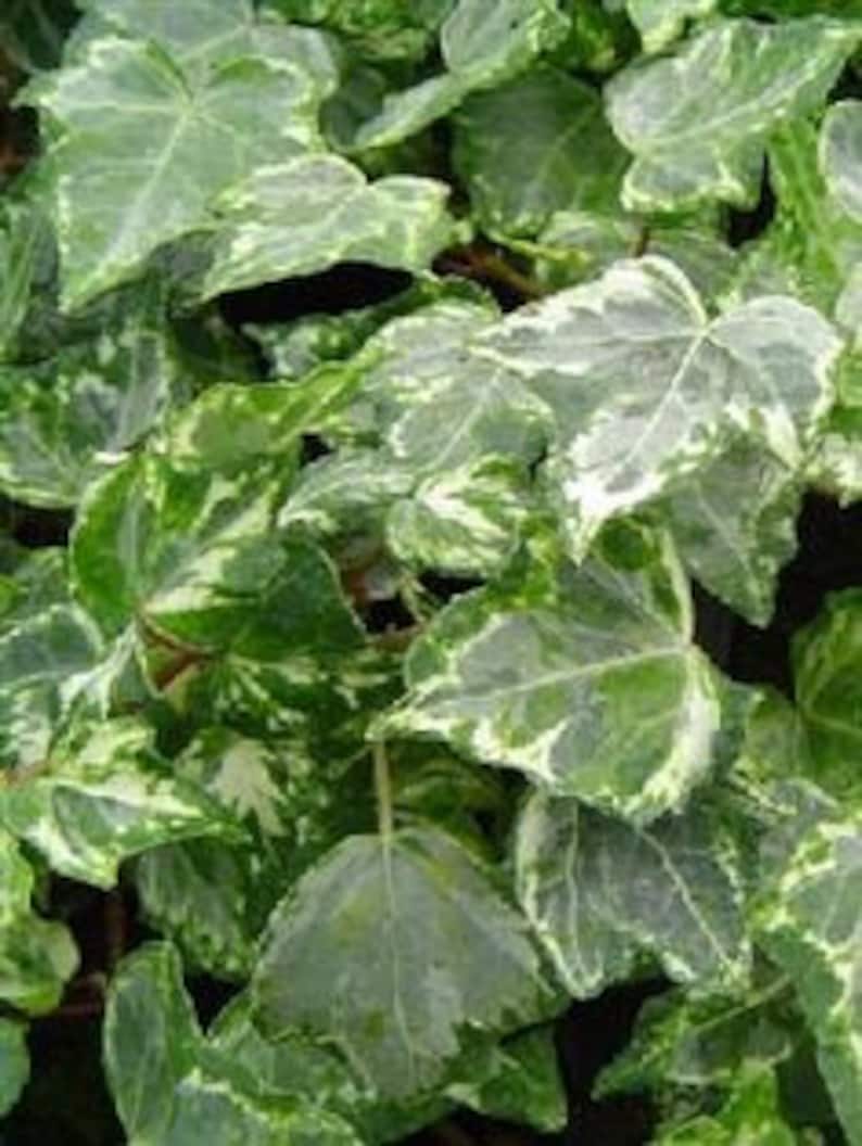 Variegated Mint Kolibri Ivy Cutting for Propagation Hedera - Etsy Canada