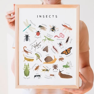 Affiche éducative d'insectes, affiche d'insectes, décoration de classe nature, apprentissage à la maison, matériaux Montessori, art pour l'école à la maison, TÉLÉCHARGEMENT NUMÉRIQUE