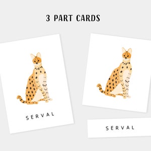 30 Safari Animals Flash Cards, Montessori Materials, Educational Printable Cards, Zoo Animals Flash Cards, INSTANT DOWNLOAD image 3