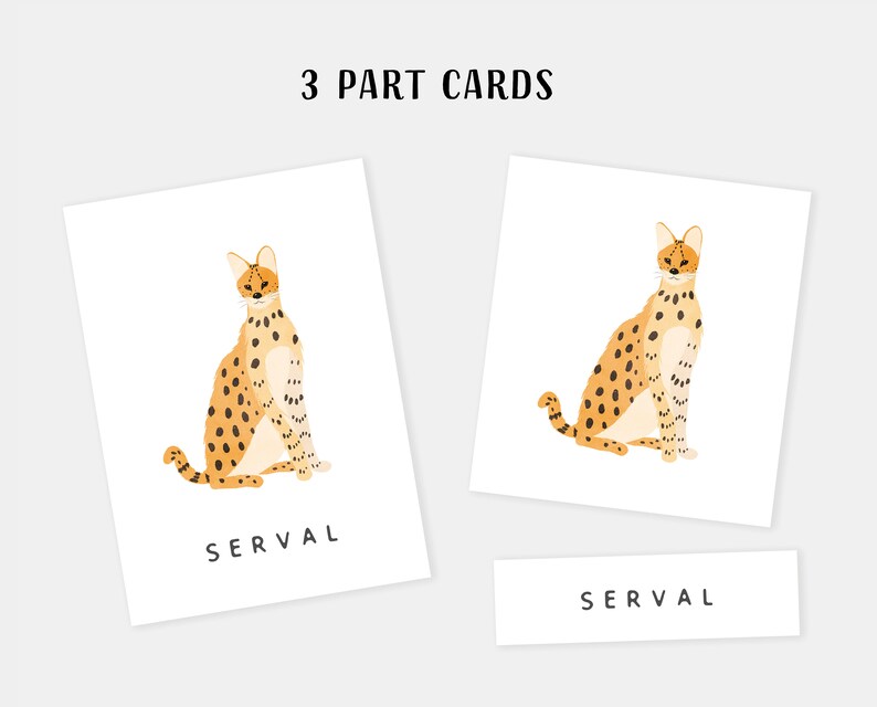 30 Safari Animals Flash Cards, Montessori Materials, Educational Printable Cards, Zoo Animals Flash Cards, INSTANT DOWNLOAD image 3