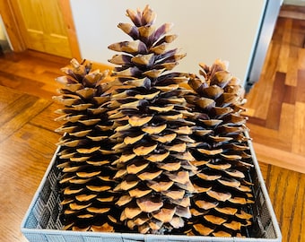 Large Sugar Pinecones (10-13 inches) from Lake Tahoe