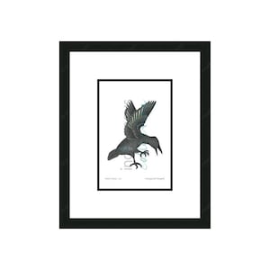 May include: Framed print of a crow in flight, in shades of grey and black with teal accents on the wings. The artwork is set against a white background and framed in a black frame. The print includes text at the bottom.