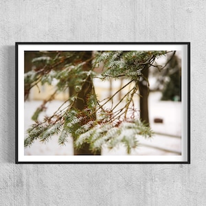 Michigan Winters - Nieve - Agujas de pino - Naturaleza - Impresión - Descarga digital - Decoración de pared - Arte imprimible - Paisaje - Fotografía de viajes