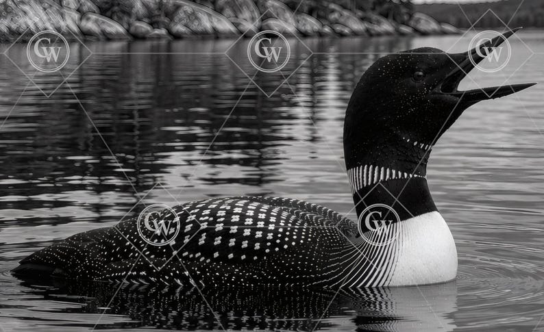 Calling Loon PNG Bundle | Lake Artwork Laser File (digital Download) - Etsy
