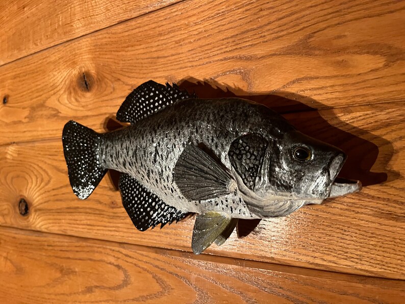 Wall Mount Crappie Etsy