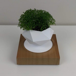 Puede incluir: Un macetero geométrico blanco con una planta verde en su interior, sentado sobre una base de madera. El macetero está levitando sobre la base.