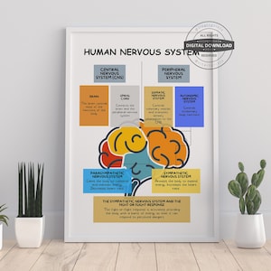Puede incluir: Un infográfico colorido que ilustra el sistema nervioso humano. El diagrama muestra el sistema nervioso central, el sistema nervioso periférico, el sistema nervioso somático, el sistema nervioso autónomo, el sistema nervioso parasimpático y el sistema nervioso simpático. El texto explica las funciones de cada parte del sistema nervioso.