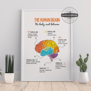The human brain poster | Brain Anatomy, Psychology, Therapy Office Decor, Mental health, CBT, Counselor office decor, School Counselor