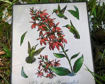 Ruby-throated Hummingbird Print