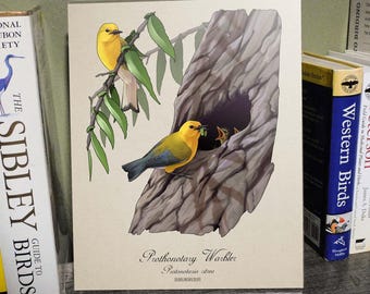 Prothonotary Warbler Print