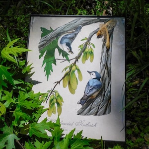 May include: A framed print depicting two white-breasted nuthatches on a tree branch with green leaves and seed pods. The birds have blue, white, and black plumage. The print is set against a natural background of green foliage.