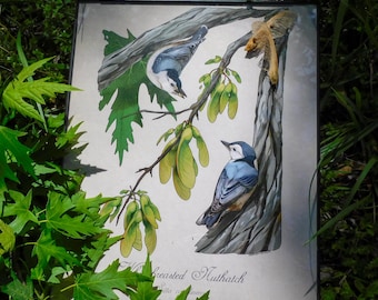 White-breasted Nuthatch Print