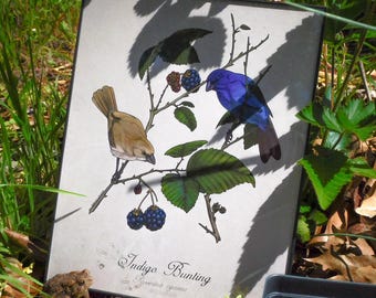 Indigo Bunting Print