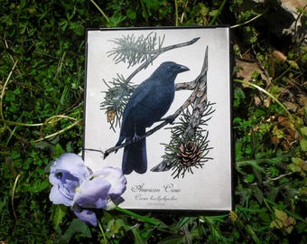 American Crow Print