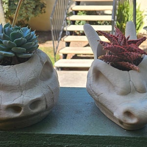 May include: Three white ceramic skull planters with different succulents growing inside. The skulls are detailed with textured bone and eye sockets.