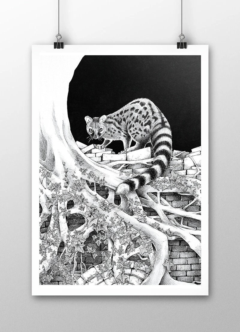 Illustration Belle de Nuit Par Jonathan Tamaillon - Genette Commune Format A3