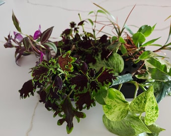 May include: A collection of assorted plant cuttings arranged in a black propagation station. The display features purple and green striped leaves, dark maroon ruffled foliage, and variegated green and white heart-shaped leaves.