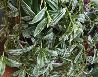 May include: A close-up of a trailing plant with green and white striped leaves. The plant has long, cascading stems and a vibrant appearance. A green watering can with a yellow lid is visible in the lower left corner.