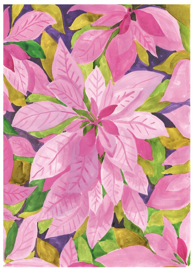 Poster Poinsettia