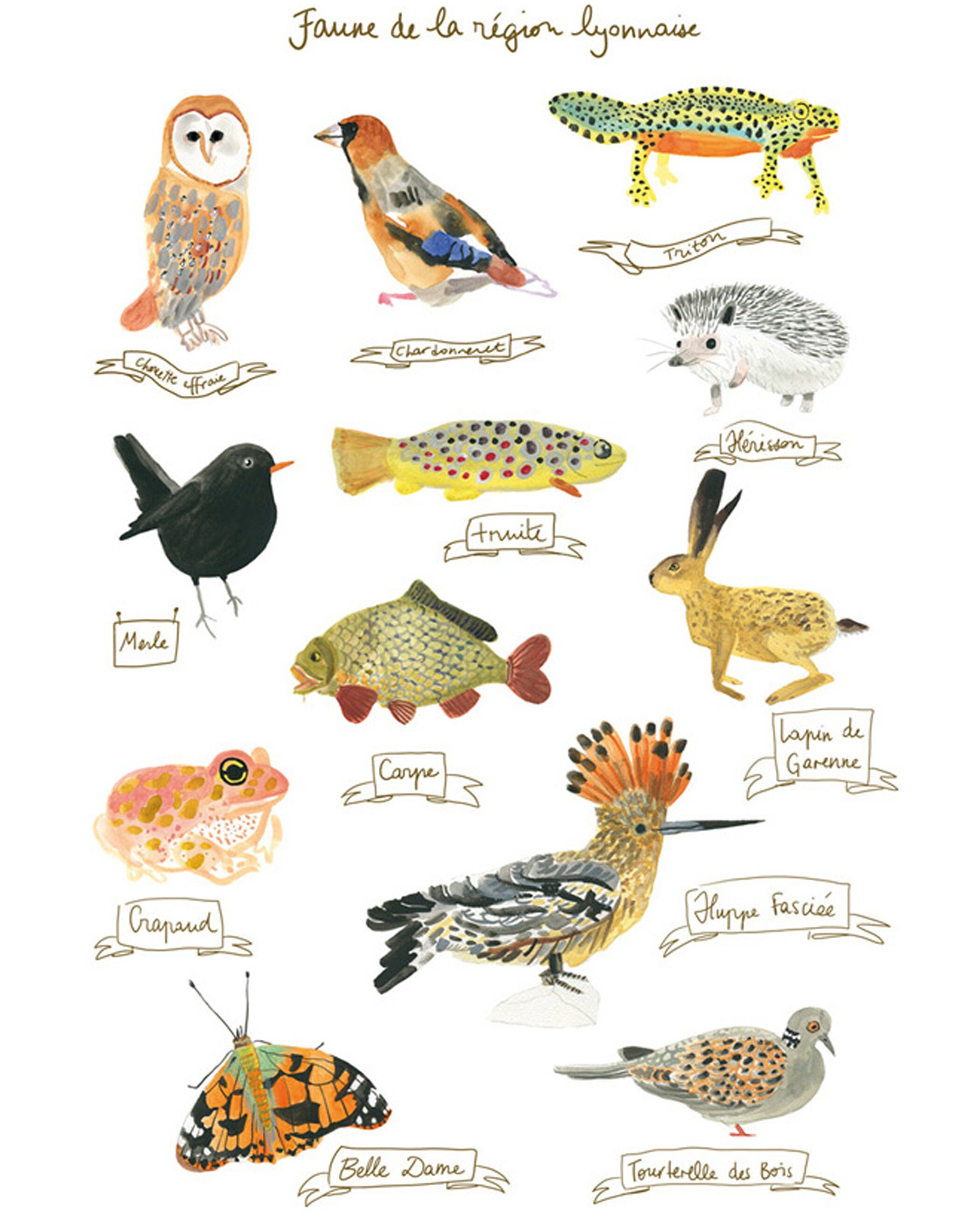 Poster Faune de Lyon
