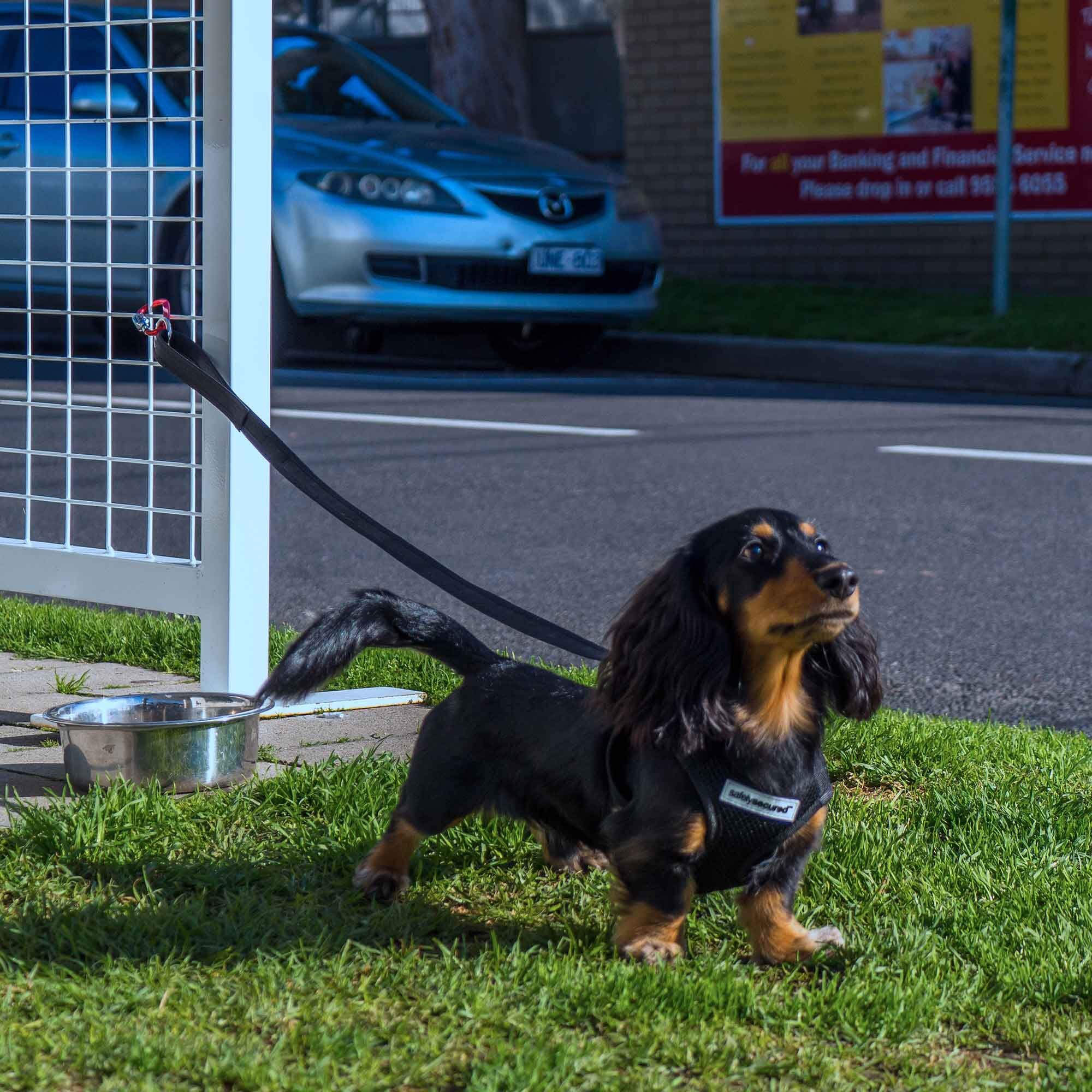 Lockable 2025 dog harness