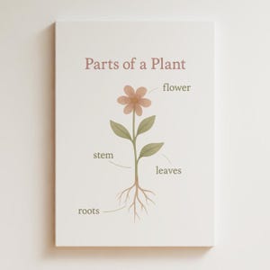 Op de afbeelding: Botanische illustratie op een witte achtergrond met een plant met gelabelde onderdelen. De tekst "Onderdelen van een plant" staat boven een bloem, stengel, bladeren en wortels. De bloem is perzik, de bladeren zijn groen en de wortels zijn bruin.