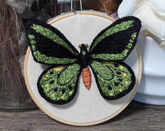 Ornithoptera priamus ♂♀ 標本 Ornithoptera priamus ♂♀ 標本 Real ornithoptera priamus