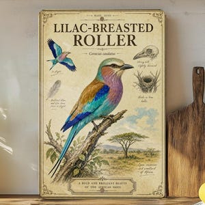 May include: A vintage-style poster featuring a Lilac-Breasted Roller bird illustration. The bird is perched on a branch, showcasing vibrant blue, purple, and brown plumage. The poster includes text and illustrations of the bird's anatomy and habitat. The text reads "LILAC-BREASTED ROLLER".