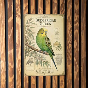 May include: A vintage-style sign featuring a green budgerigar perched on a branch. The sign includes the text "Budgerigar Green" and detailed information about the bird, with a map of Australia. The background is a wooden wall.