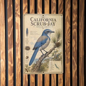May include: A vintage-style sign featuring a California Scrub-Jay illustration. The bird is depicted perched on a branch with a pine cone and berries. The sign has the text "CALIFORNIA SCRUB-JAY" at the top, with additional scientific details.
