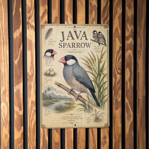 May include: A vintage-style metal sign featuring a Java Sparrow illustration. The sign includes detailed drawings of the bird, eggs, and a landscape scene. The text "JAVA SPARROW" is prominently displayed at the top.