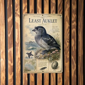 May include: A vintage-style Least Auklet bird print on a rectangular sign. The sign features a detailed illustration of the bird, along with its scientific name and other information. The background is a wooden wall with vertical planks.