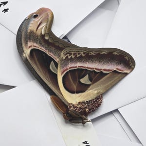May include: A large Atlas moth with intricate wing patterns in shades of brown, cream, and burgundy rests on a bed of white envelopes. The moth's wings display a striking eye-like design, adding to its unique appearance. The moth's body is a mix of brown and cream.