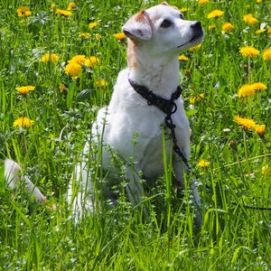 May include: A white dog with brown markings sits in a field of green grass and yellow dandelions. The dog wears a black collar and leash, looking upwards. The scene is brightly lit by sunlight.