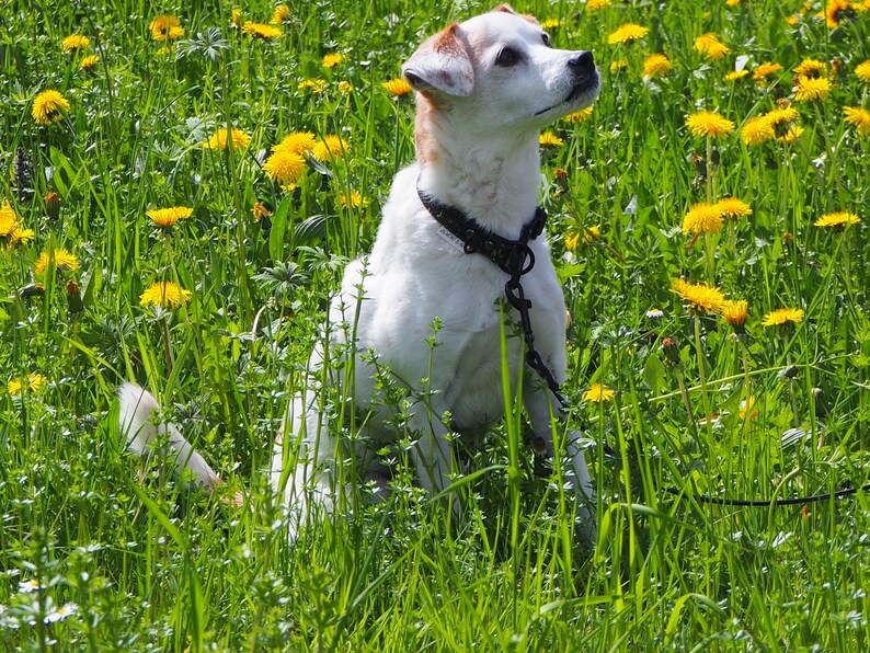 May include: A white dog with brown markings sits in a field of green grass and yellow dandelions. The dog wears a black collar and leash, looking upwards. The scene is brightly lit by sunlight.