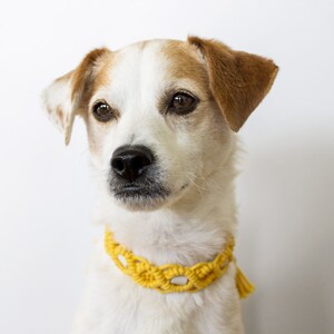 May include: A small dog with white and tan fur wearing a yellow macrame collar. The dog has brown eyes and a black nose. The collar is a bright yellow color and has a tassel. The background is plain white.