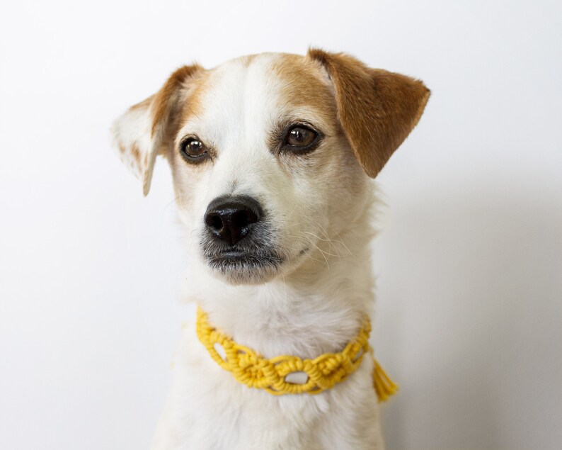 May include: A small dog with white and tan fur wearing a yellow macrame collar. The dog has brown eyes and a black nose. The collar is a bright yellow color and has a tassel. The background is plain white.