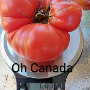 Peut inclure: Une grosse tomate rouge mûre, de forme profondément côtelée, posée sur une balance numérique. La balance affiche un poids de 592, et le texte "Oh Canada" est visible. La balance est de marque Starfrit.