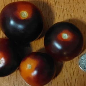 Peut inclure: Quatre tomates violet foncé avec des reflets orange et jaune, disposées sur une surface en bois. Une pièce de monnaie est à côté des tomates pour la comparaison de taille. Les tomates ont une surface lisse et brillante.